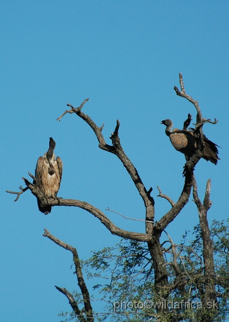 puku rsa 171.jpg - African White-backed Vulture (Gyps africanus)